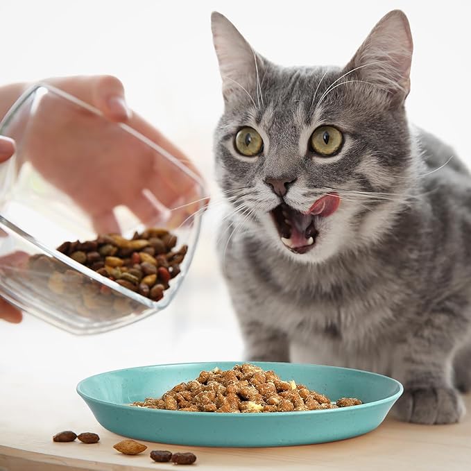Whisker-Friendly Wonders: The Ultimate Cat Dish Set!
